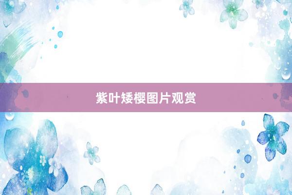 紫叶矮樱图片观赏